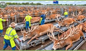 Livestock Farming Enters a New Era of Efficiency